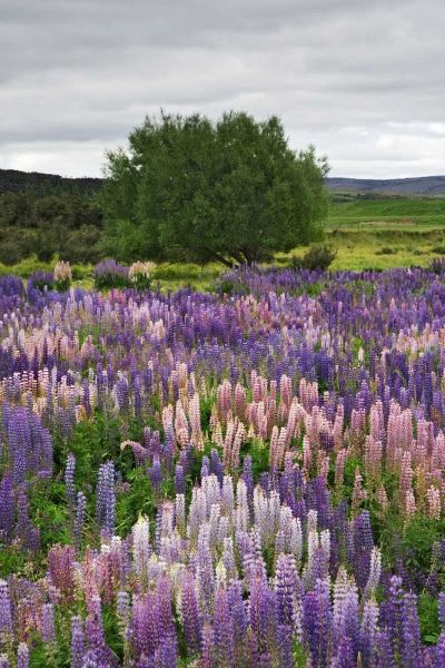 New Zealand, South Is Lupines in Fiordland NP